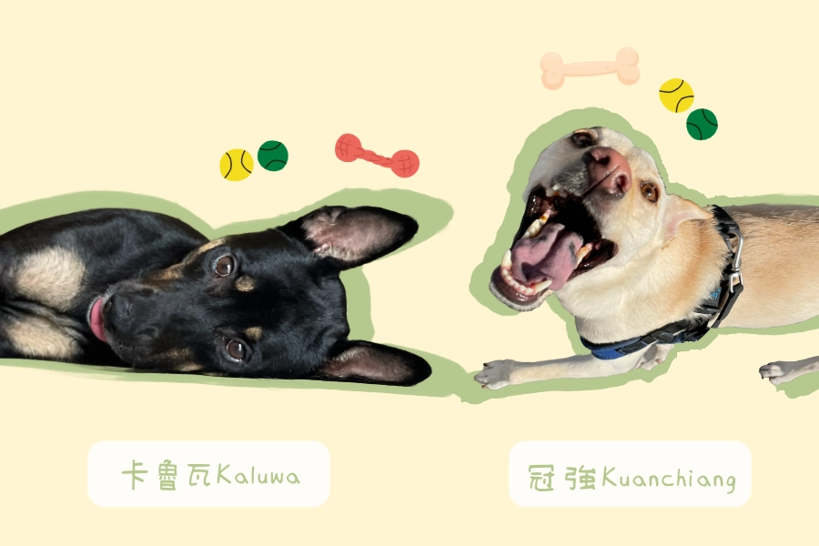 冠強吃喝玩樂團隊陣容,包含卡魯瓦跟冠強兩隻狗