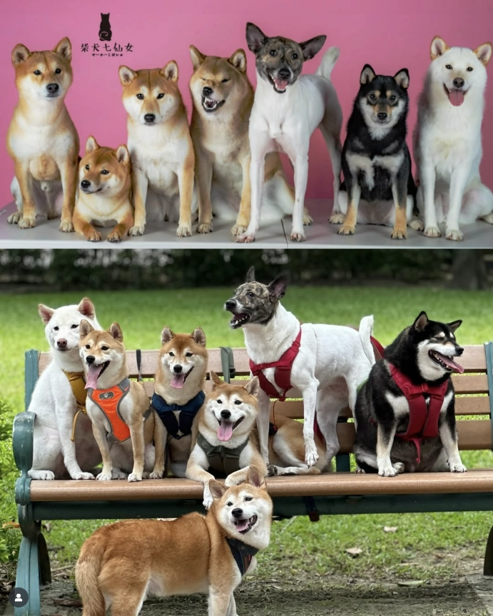 柴犬七仙女 Sailor Shiba Inu