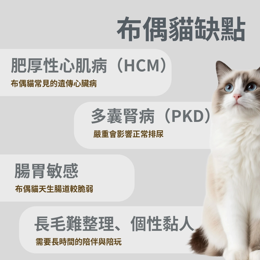 布偶貓缺點?