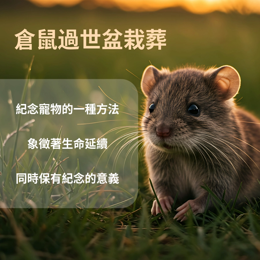 倉鼠過世處理