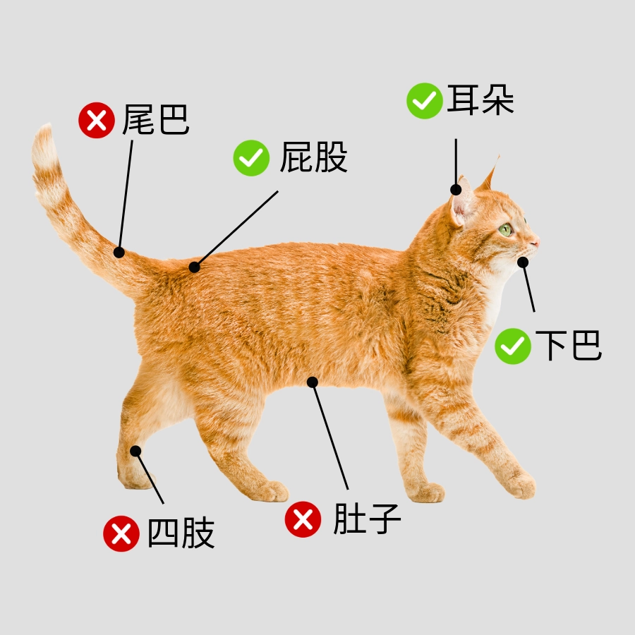 貓喜歡跟不喜歡被摸的地方