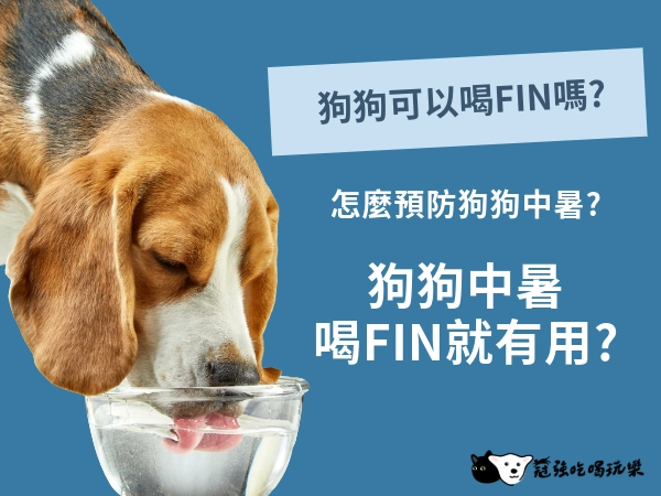 狗狗中暑只要6分鐘！消暑配方，讓狗狗喝Fin還是吃西瓜?