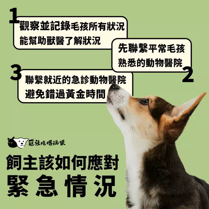 飼主如何應對緊急情況