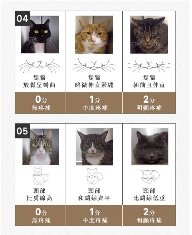 貓咪疼痛評估表