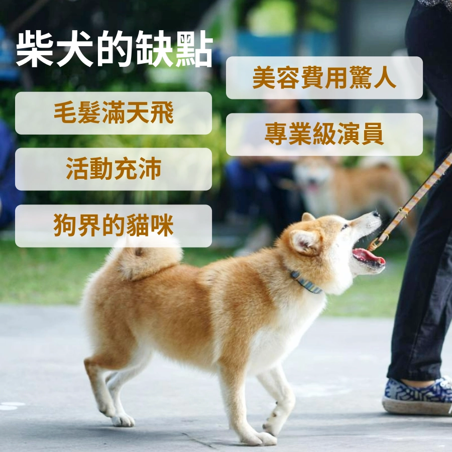 養柴犬的缺點？