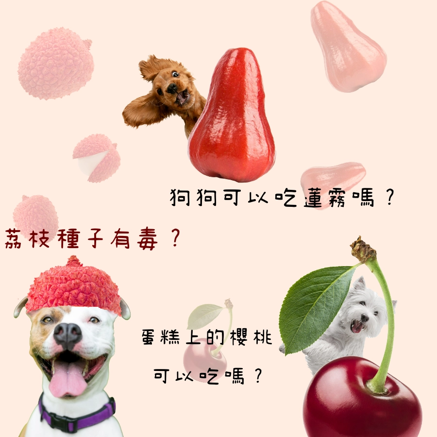 狗可以吃荔枝嗎?狗可以吃櫻桃嗎?狗可以吃蓮霧嗎?