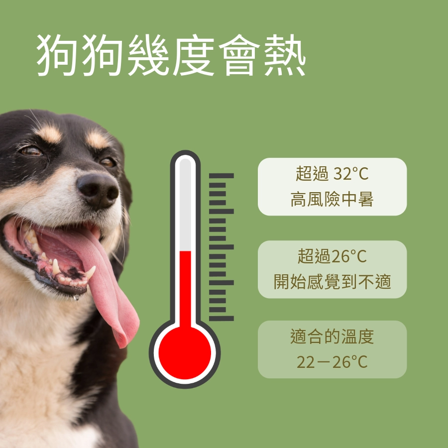 狗狗幾度會熱