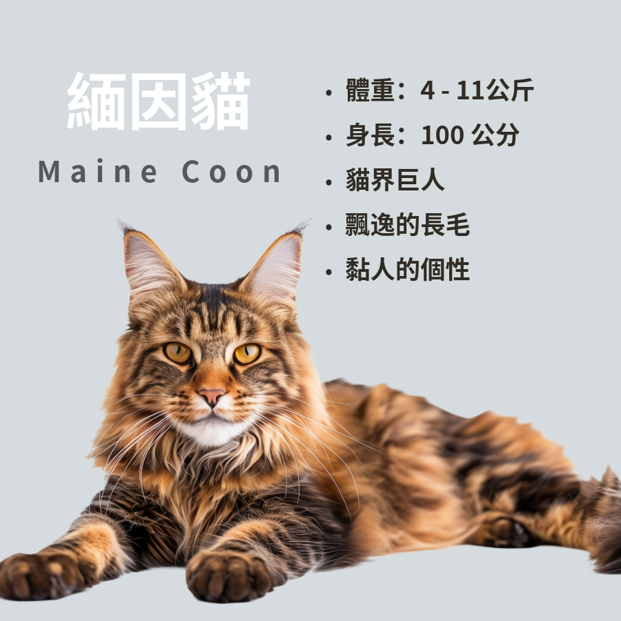 緬因貓（Maine Coon）