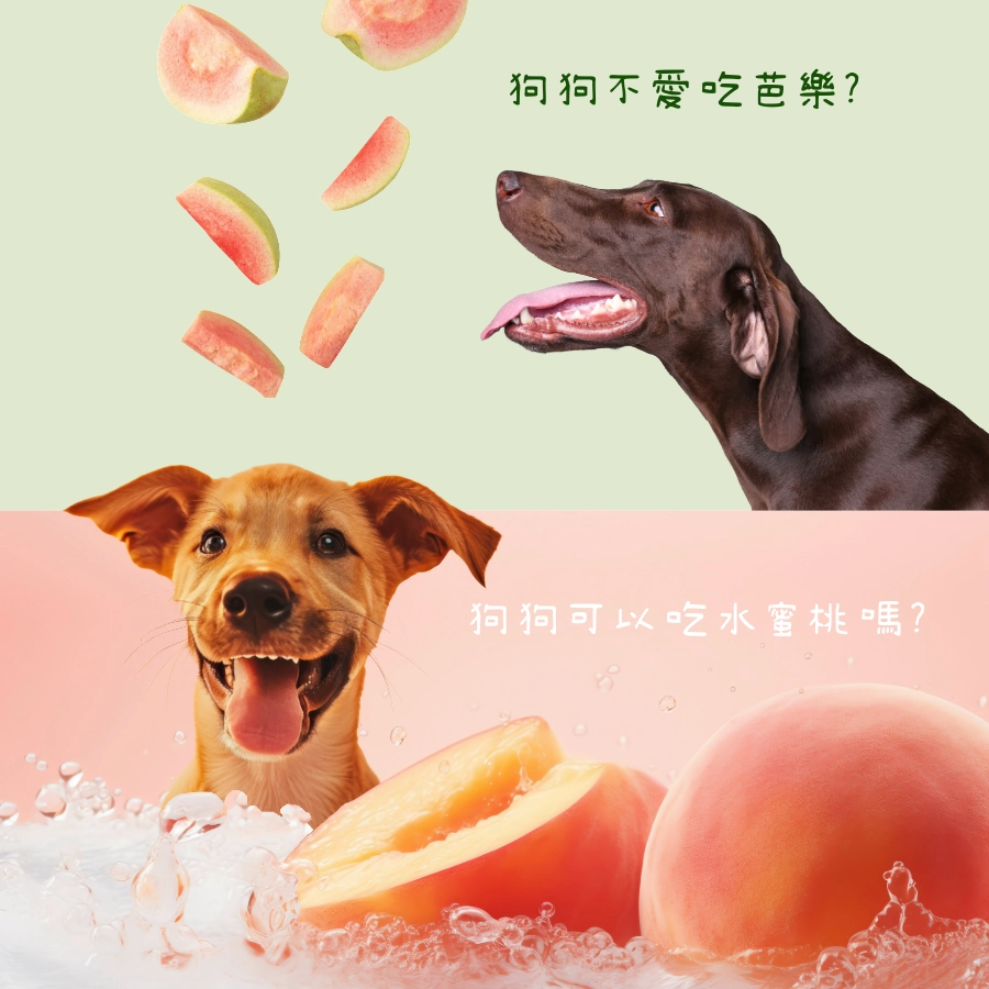 狗可以吃水蜜桃嗎?狗可以吃木瓜嗎?