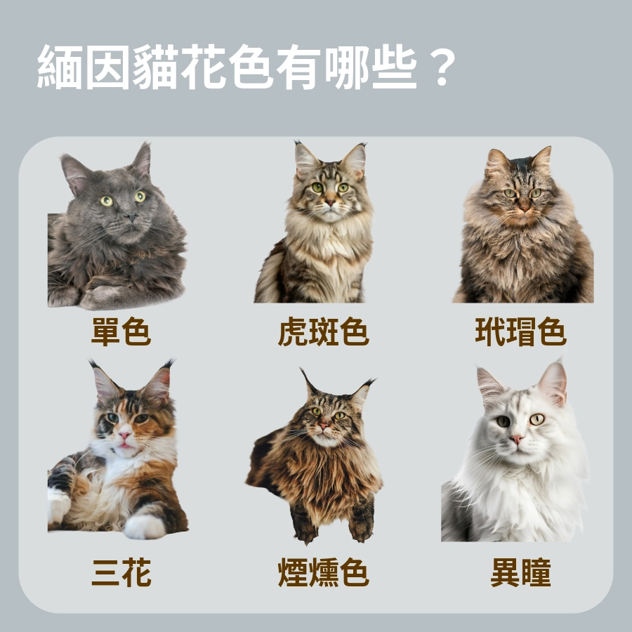 緬因貓的花色