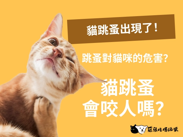 貓跳蚤怎麼辦？除蚤藥可以用嗎？被跳蚤咬的解決方法