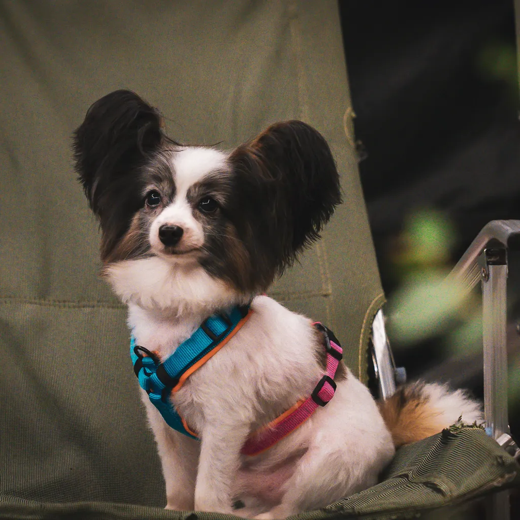小型犬多段調整型狗狗胸背帶