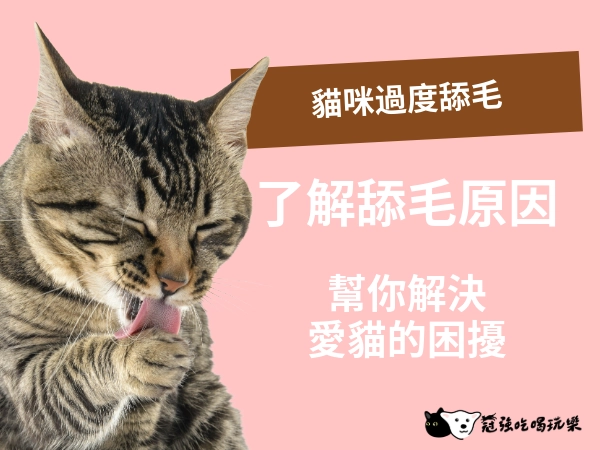 貓咪過度舔毛的原因與解決方法：如何幫助你的愛貓？