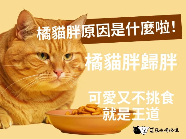 橘貓胖原因是什麼啦！橘貓胖歸胖，但可愛又不挑食就是王道，共同品味橘貓的迷人魅力！