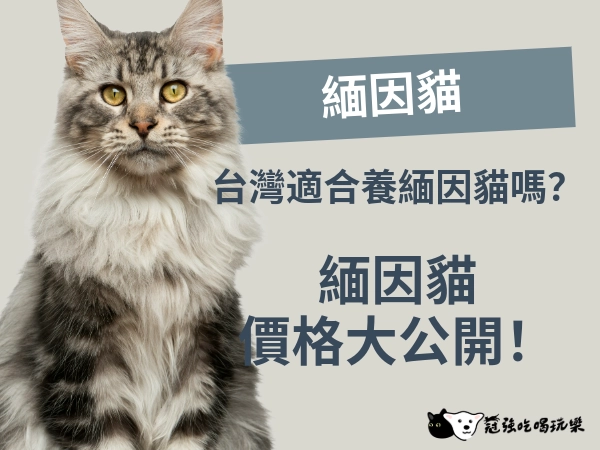 台灣適合養緬因貓嗎？緬因貓價格大公開！緬因貓到底有多大！