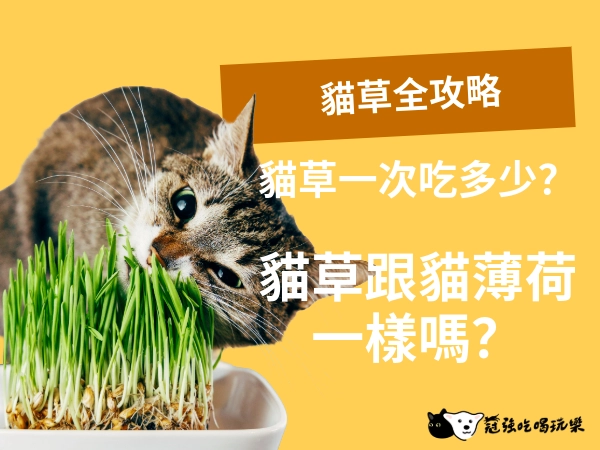 貓草全攻略｜貓草是什麼？貓草一次吃多少？DIY 在家輕鬆種貓草