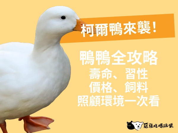 柯爾鴨來襲！地表最萌鴨鴨全攻略｜壽命、習性、價格、飼料、照顧環境