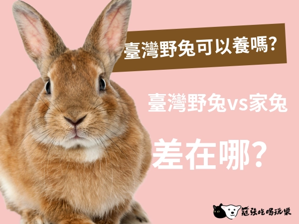 臺灣野兔可以養嗎？不行，請養家兔｜臺灣野兔vs家兔差在哪？