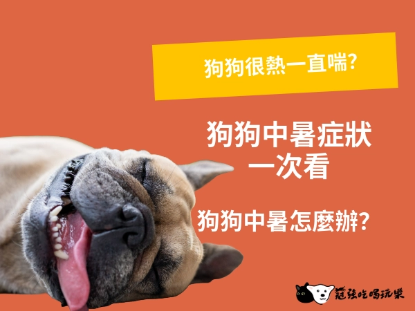 狗狗很熱一直喘？小心中暑！狗狗中暑症狀一次看