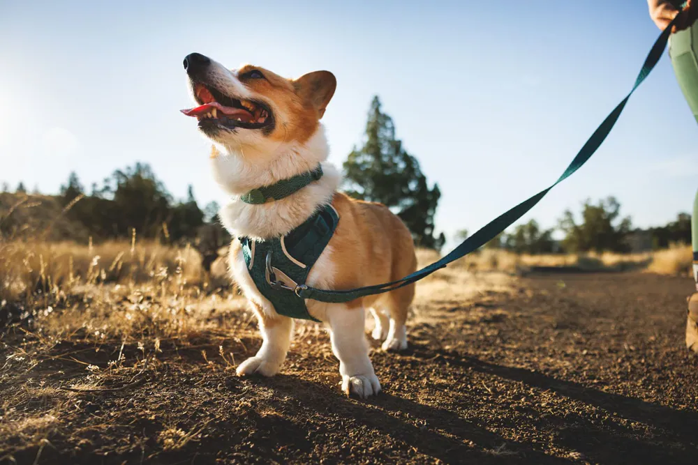 【Ruffwear】Front Range胸背帶