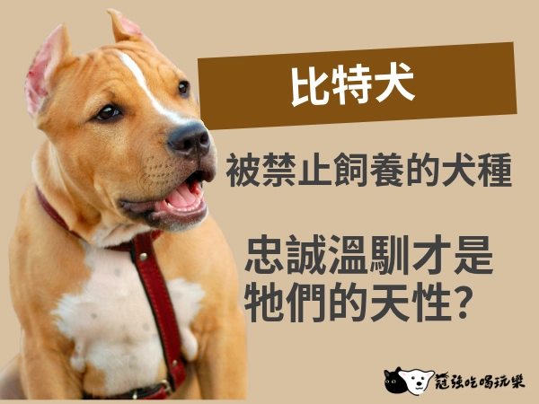 台灣唯一被禁止飼養的犬種：比特犬｜忠誠溫馴才是牠們的天性
