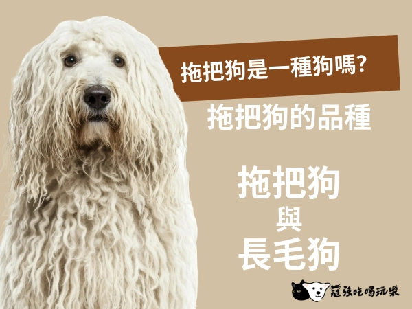 拖把狗是一種狗嗎？拖把狗與長毛狗有什麼不一樣？