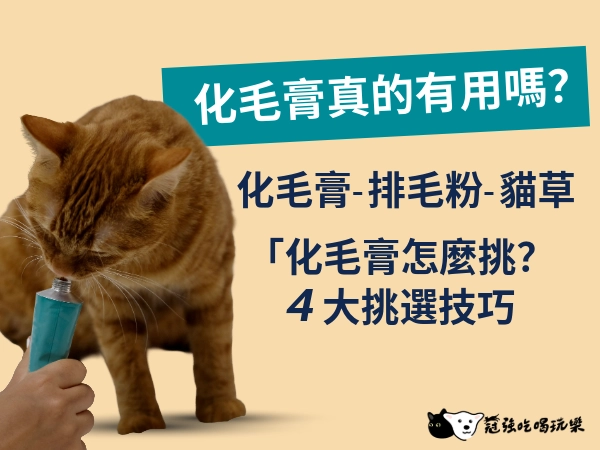 化毛膏是什麼？與排毛粉差別、適合貓咪與使用頻率、挑選技巧一次看