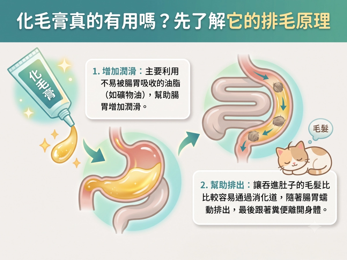 化毛膏真的有用嗎？先了解它的排毛原理