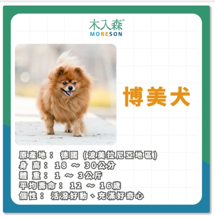 博美犬 簡介