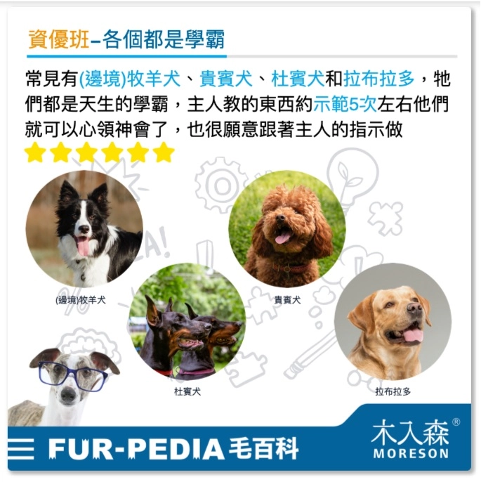 智商高段班的犬種
