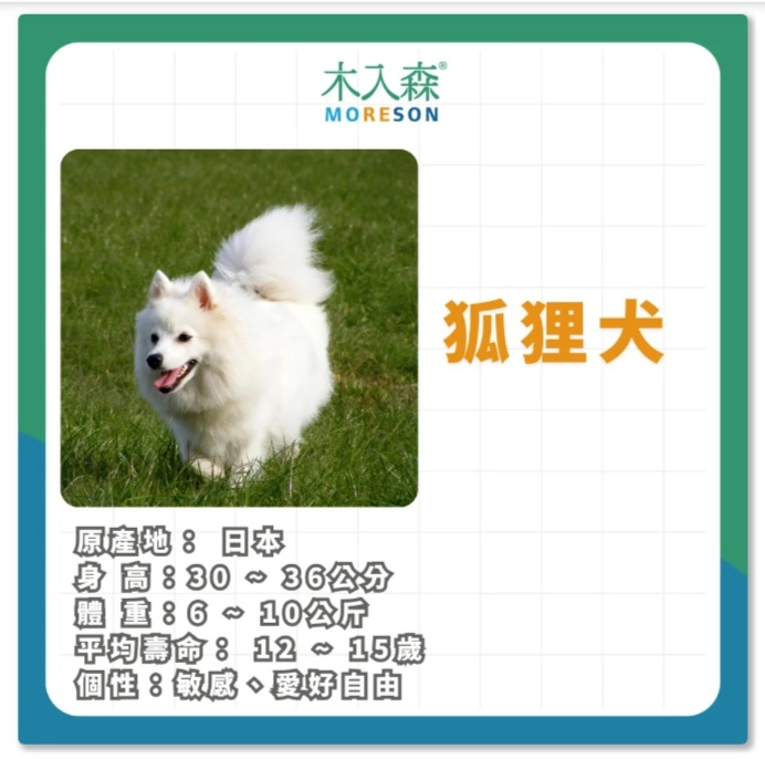 狐狸犬 簡介