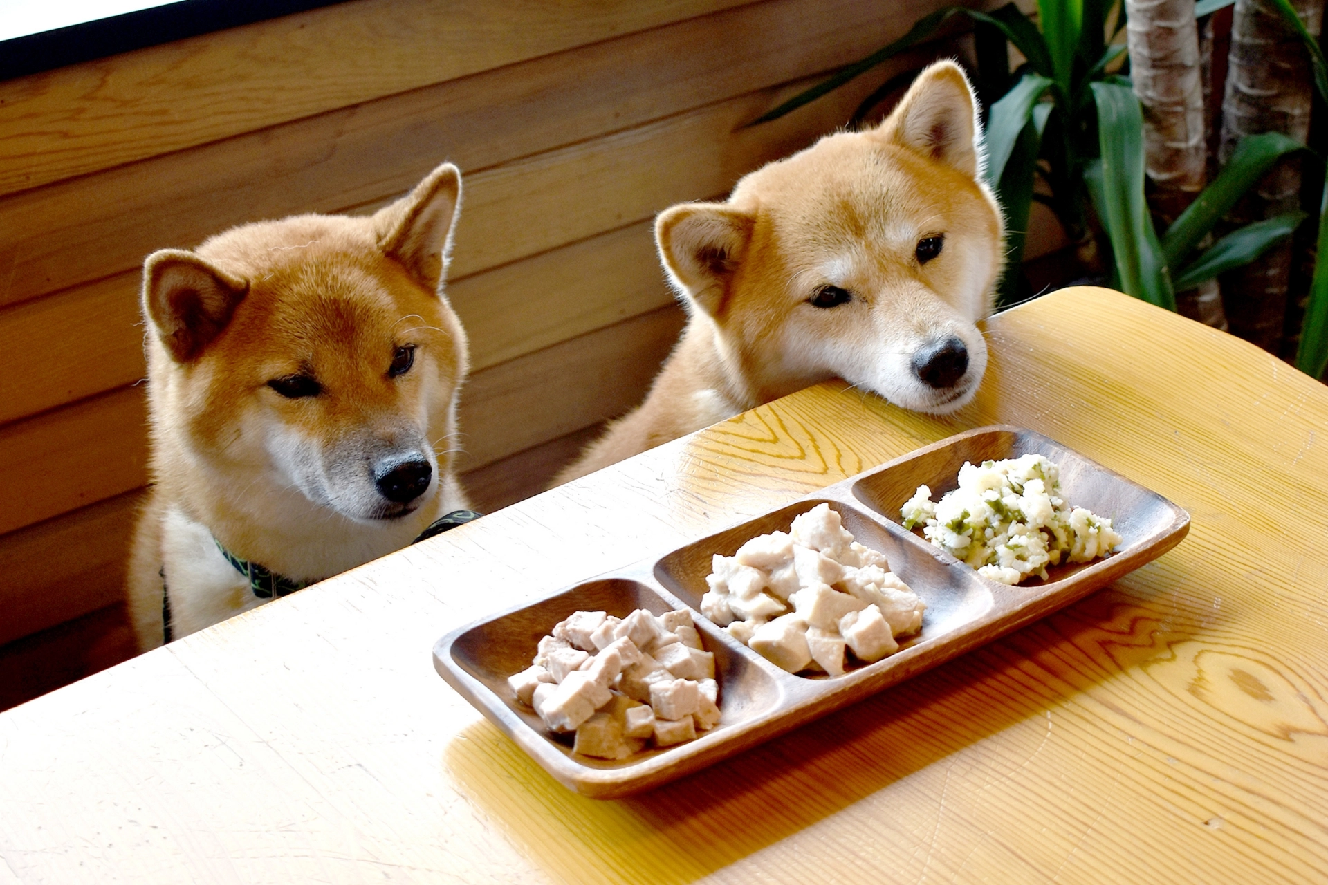 狗狗挑食，不吃鮮食