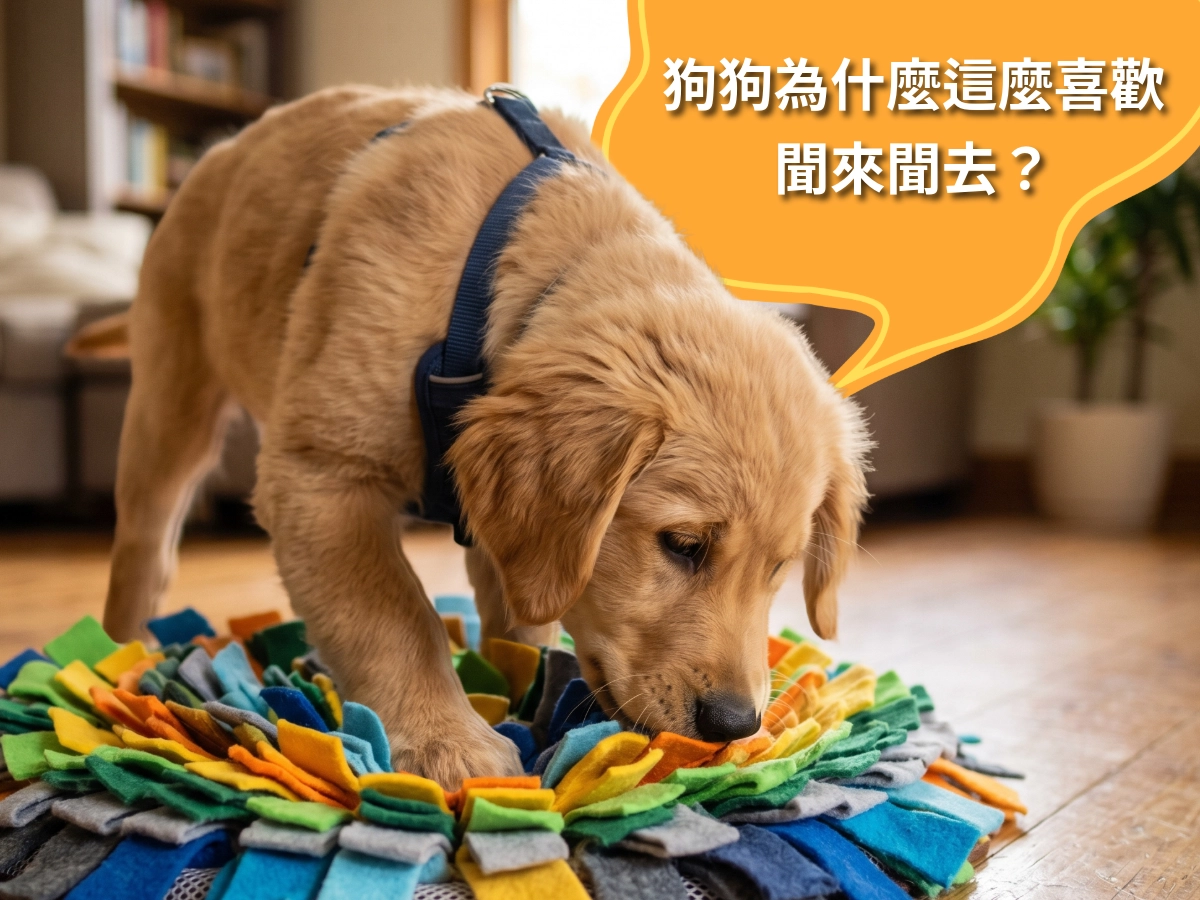 狗狗為什麼這麼喜歡聞來聞去