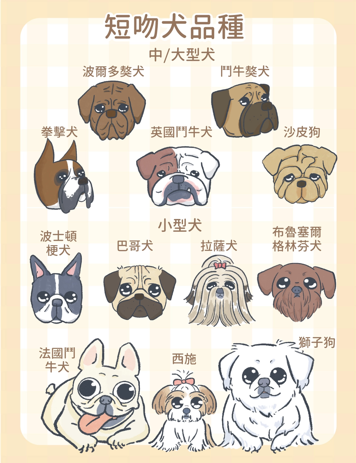 短吻犬品種