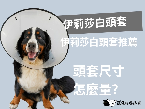 伊莉莎白頭套推薦｜伊莉莎白頭套尺寸怎麼量？