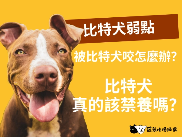 比特犬弱點｜被比特犬咬怎麼辦？比特犬真的該禁養嗎？