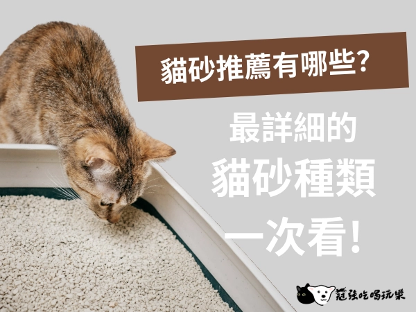 貓砂推薦有哪些？最詳細的貓砂種類！