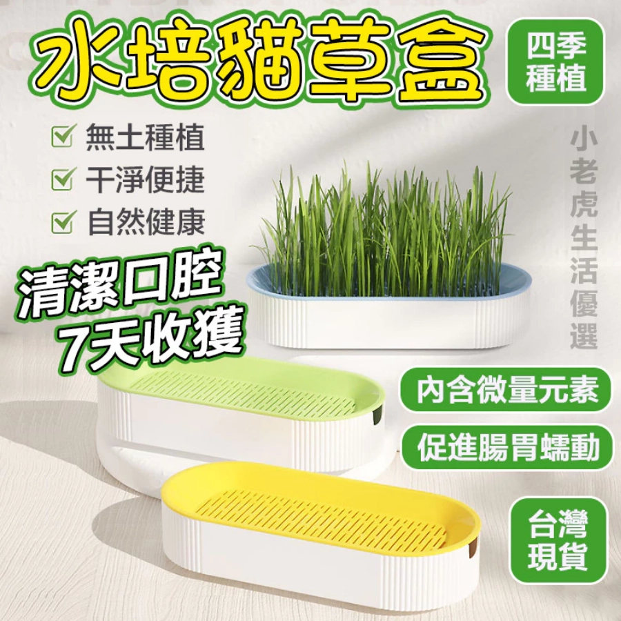 【台灣出貨】自種貓草水培貓草盆栽 貓草盆 新鮮貓草盆栽 貓草種子種貓草水培貓草盒貓咪零食小麥草種子貓草化毛 貓草種